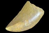 Serrated, Juvenile Carcharodontosaurus Tooth #84375-1
